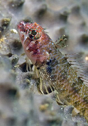 Triplefin, Bare Island by Doug Anderson 